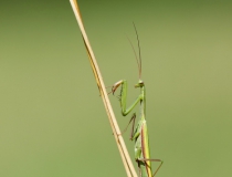 Kudlanka nábožná (Mantis religiosa)