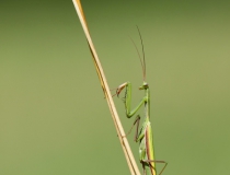 Kudlanka nábožná (Mantis religiosa)