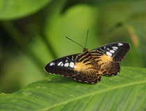 Babočka (Parthenos sylvia)