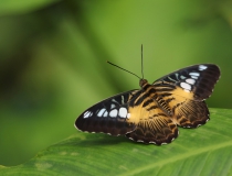 Babočka (Parthenos sylvia)