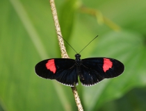 Heliconius melpomene
