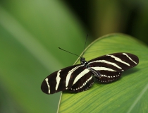 Heliconius charithonia