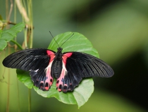 Papilio rumanzovia