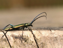 Tesařík pižmový (Aromia moschata)