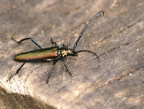 Tesařík pižmový (Aromia moschata)