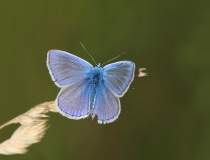 Modrásek jehlicový (Polyommatus icarus)