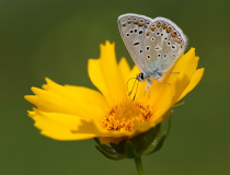 Modrásek jehlicový (Polyommatus icarus)