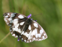 Okáč bojínkový (Melanargia galathea)
