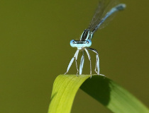 Šidélko brvonohé (Platycnemis pennipes) - samec