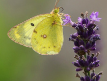 Žluťásek čičorečkový (Colias hyale L.)