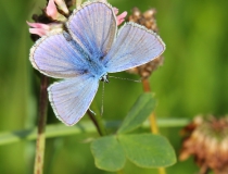 2.Modrásek jehlicový (Polyommatus icarus)