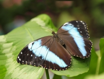 20.Babočka (Morpho achilles)