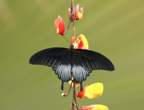 21.Otakárek- Papilio memnon (Great mormon)