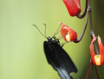22.Otakárek- Papilio memnon (Great mormon)