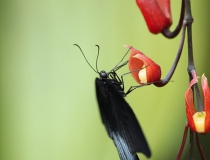 23.Otakárek- Papilio memnon (Great mormon)