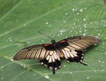 25.Otakárek- Papilio memnon (Great mormon swallowtail)