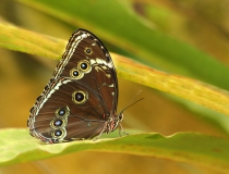 26.Babočka-Blue morpho (Morpho peleides)
