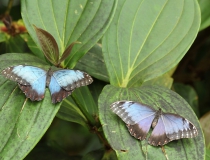 27.Babočka-Blue morpho (Morpho peleides)