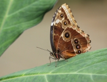 28.Babočka-Blue morpho (Morpho peleides)