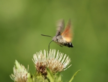31.Dlouhozobka svízelová (Macroglossum stellatarum)