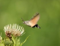 32.Dlouhozobka svízelová (Macroglossum stellatarum)