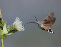 33.Dlouhozobka svízelová (Macroglossum stellatarum)