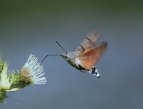 34.Dlouhozobka svízelová (Macroglossum stellatarum)