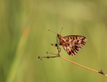 37.Perleťovec nejmenší (Boloria dia)