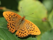 38.Perleťovec stříbropásek-samec (Argynnis paphia)