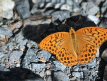 39.Perleťovec stříbropásek-samec (Argynnis paphia)
