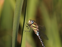 41.Šídlo pestré (Aeshna mixta)