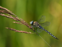 42.Šídlo pestré (Aeshna mixta)