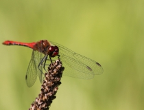 44.Vážka rudá- samec (Sympetrum sanguineum)