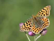 47.Perleťovec malý (Issoria lathonia)