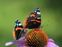 51.Babočka admirál (Vanessa atalanta)