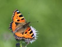 52.Babočka kopřivová (Aglais urticae)