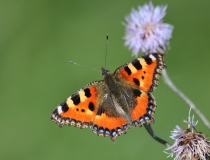53.Babočka kopřivová (Aglais urticae)