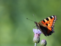 54.Babočka kopřivová (Aglais urticae)