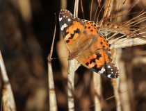 57.Babočka bodláková (Vanessa cardui)