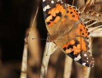 58.Babočka bodláková (Vanessa cardui)