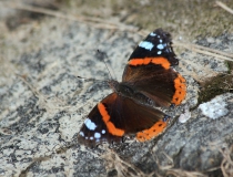 59.Babočka admirál (Vanessa atalanta)