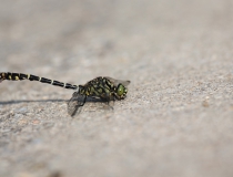 6.Klínatka vidlitá (Onychogomphus forcipatus)