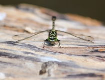 60.Klínatka vidlitá (Onychogomphus forcipatus)