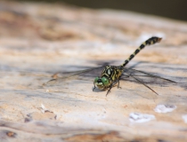 61.Klínatka vidlitá (Onychogomphus forcipatus)