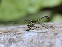 62.Klínatka vidlitá (Onychogomphus forcipatus)