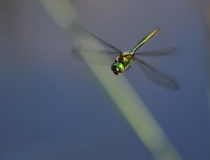 63.Lesklice zelenavá (Somatochlora metallica)