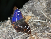 64.Batolec červený (Apatura ilia)
