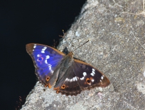 65.Batolec červený (Apatura ilia)