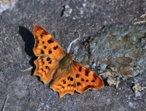 66.Babočka bílé C (Polygonia c-album)