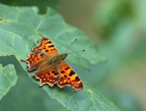 67.Babočka bílé C (Polygonia c-album)
